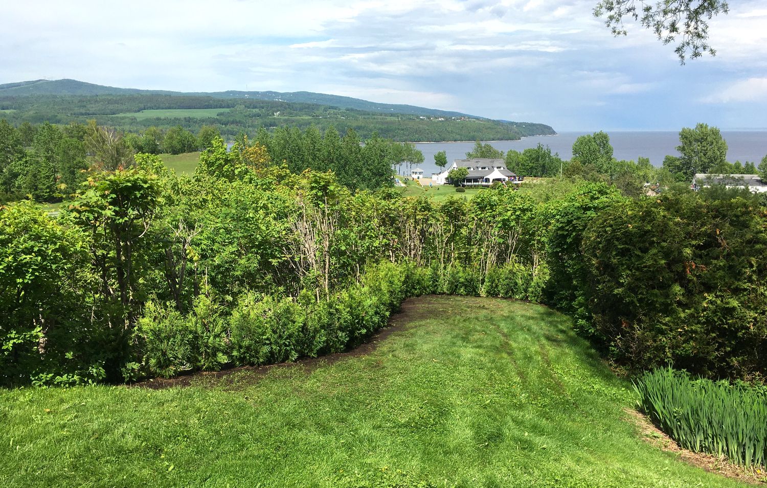 Plantation d'une jeune haie, La Malbaie