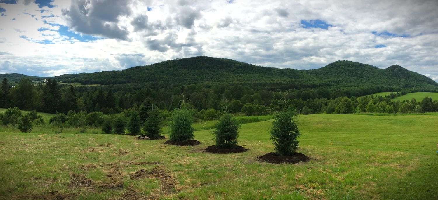 Plantation d'épinettes blanches en mottes, Les Éboulements