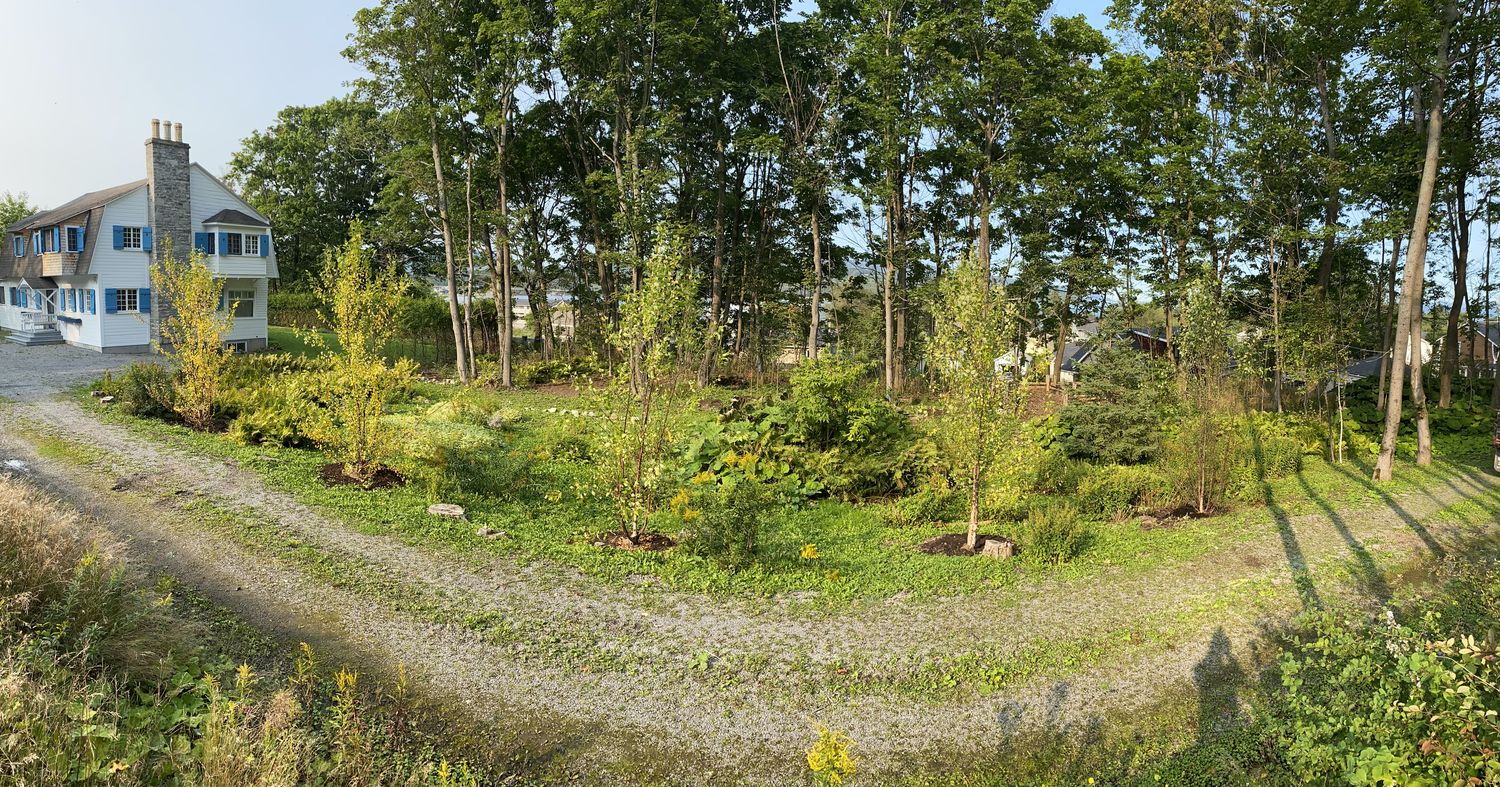 Plantation de bouleaux noirs, La Malbaie