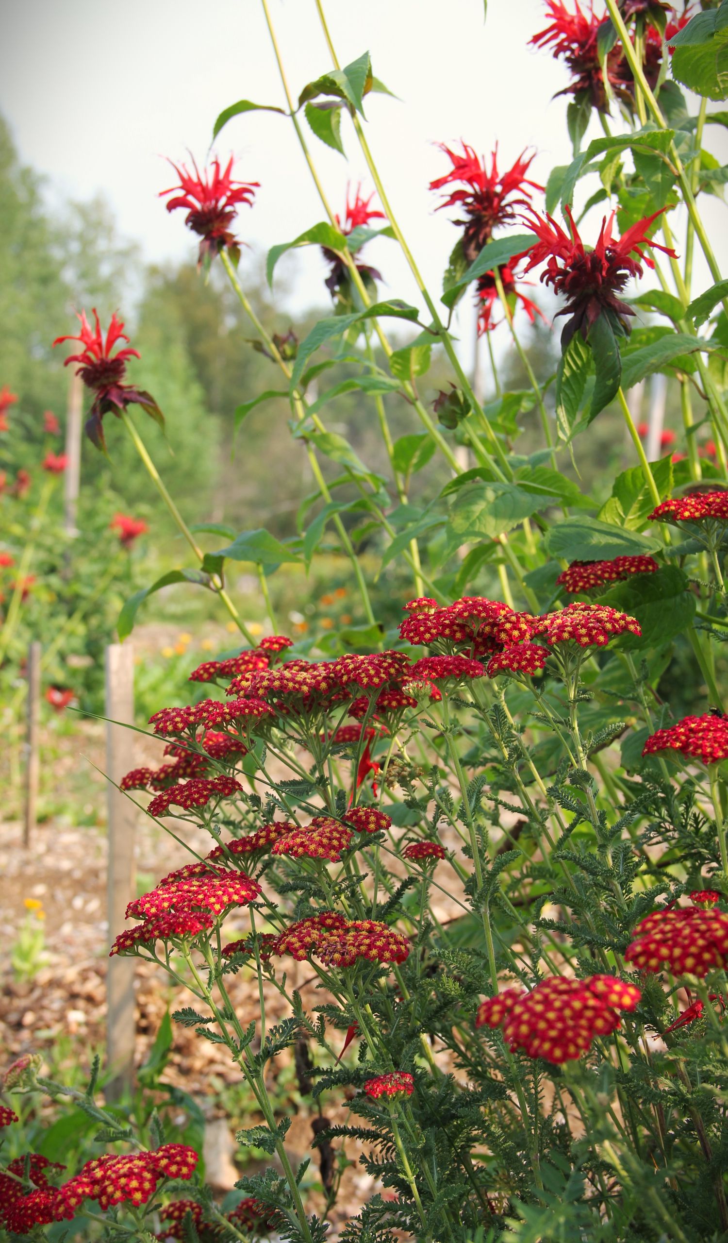 Implantations naturelles